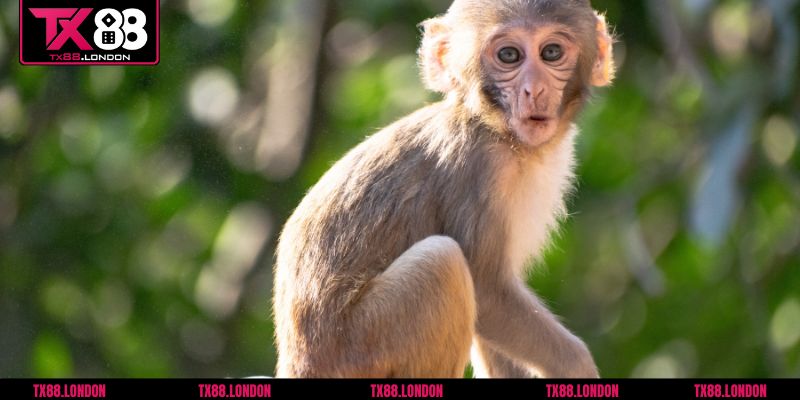 Góc nhìn tâm linh và phong thủy khi mơ thấy khỉ