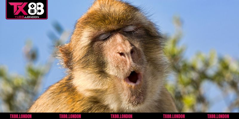 Những giấc mơ thấy khỉ khác và con số liên quan