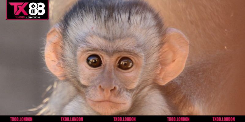 Những tình huống thường gặp khi mơ thấy khỉ và ý nghĩa tiềm ẩn